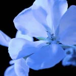 Ab-16168.webp