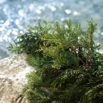 Ab-29056.webp